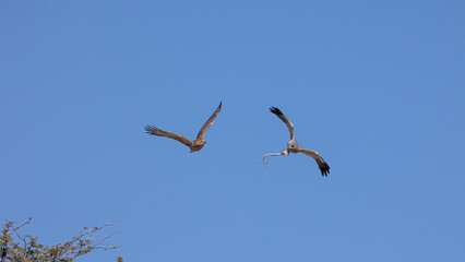 Two goshawks fighting in the air over a snake