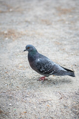 Pigeon dans une ville qui marche sur du gravier, il est de profil