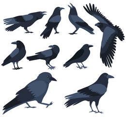 set of crows flat design , isolated on white background