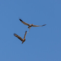 Two goshawks fighting in the air over a snake