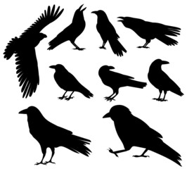 crow silhouette set, on white background, isolated, vector