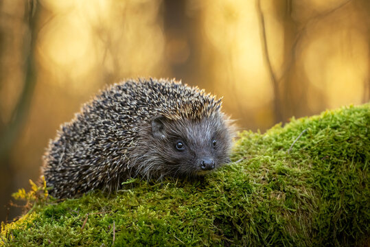 Cute hedgehog in autumn forest