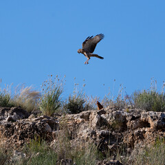 a slender mongoose attaching a goshawk