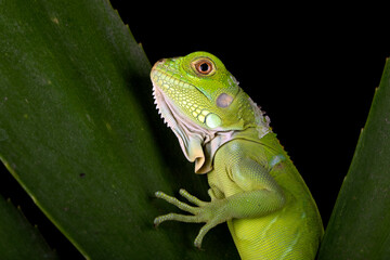 The juvenile Green Iguana posing in a conservation area.