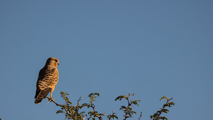 a greater kestrel in golden light