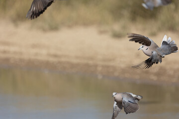 ring-necked dove in flight