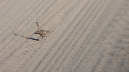 a Kalahari scrub robin on the road