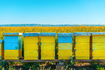Beehive boxes in blooming rapeseed field, honey bees performing pollination on canola plantation