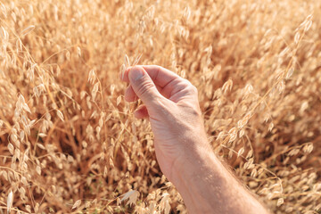 Farmer checking oats crops in field, close up of hand