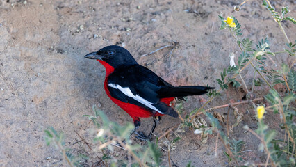 a crimson breasted shrike close up