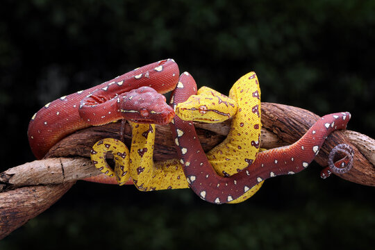 Beautiful baby Green Tree Pythons (Morelia viridis) on tree branch in conservation area.