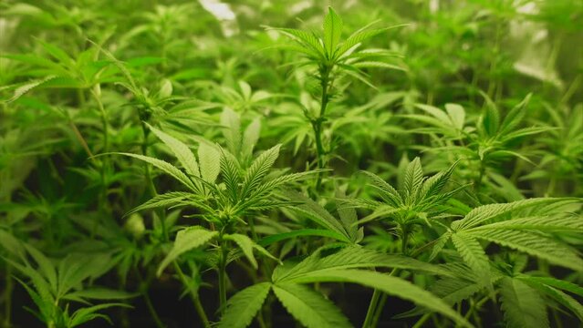 Young cannabis plants in the fifth week at the beginning of flowering, movement in the wind, tent in the background, parabolic moving shot
