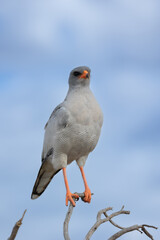 Goshawk perched in a tree close up