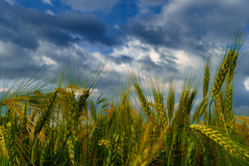 agricultural field with green wheat sprouts, dramatic spring landscape on cloudy day, overcast sky as background © soleg