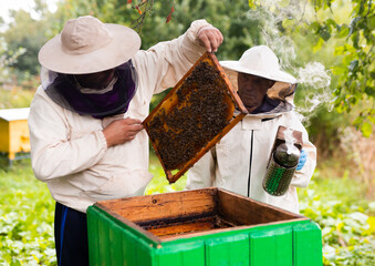 Beekeepers in protective hats and aprons working with honeycombs on apiary