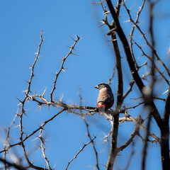 a black-faced waxbill perched in a tree