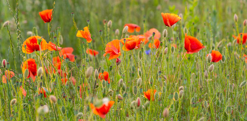 field of red poppies © Jarek