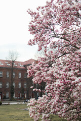 Beautiful big pink magnolia tree near castle building