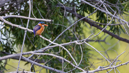 a malachite kingfisher perched in a tree