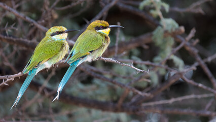 a swallow-tailed bee-eater