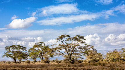 Fototapeta na wymiar The magnificent yellow fever trees, Acacia xanthophloea, of Lake Nakuru National Park, Kenya.