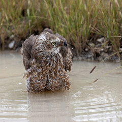 goshawk having a bath - close up