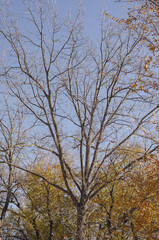 A tree with no casts against a cloudless sky. Leafy season in a city park. Daytime. Selective focus. No people.
