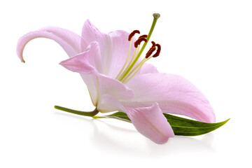 Wonderful pink Lily isolated on white background, including clipping path without shade.