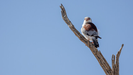 Pygmy falcon perched in a tree