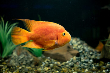 Cichlasoma red parrot fish in aquarium. Cute orange fish swimming close up.