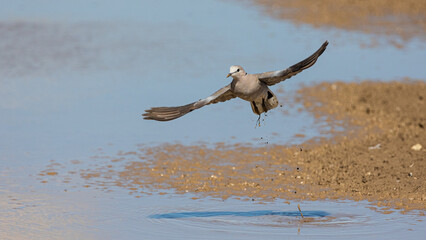 ring-necked dove in flight