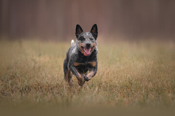 Australian cattle dog heeler in autumn meadow