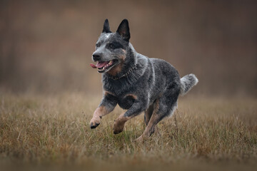Australian cattle dog heeler in autumn meadow