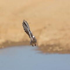 ring-necked dove in flight