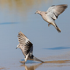 ring-necked dove in flight
