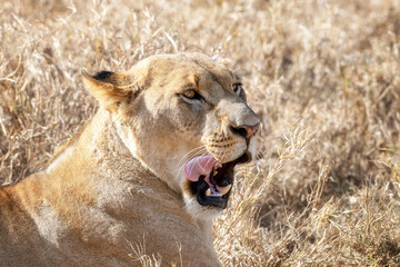 Adult lioness, panthera leo, resting in the grasslands of Lake Nakuru National Park, Kenya.