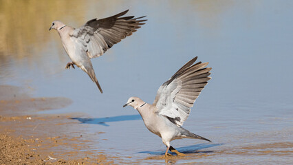 ring-necked dove in flight