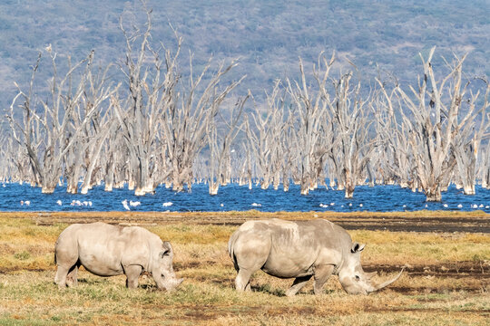 Mother and baby square-lipped rhinoceros on the banks of Lake Nakuru, Kenya. Dead fever trees and flamingoes can be seen in the blue water in the background.