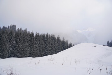 A row of fir trees stand on a hill in the mountains, covered with thick fog in winter.