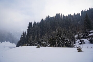 A row of fir trees stand on a hill in the mountains, covered with thick fog in winter.