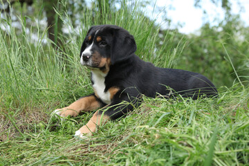 Adorable puppy lying in the garden