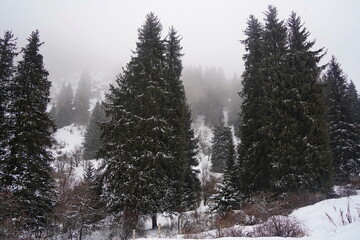 A row of fir trees stand on a hill in the mountains, covered with thick fog in winter.