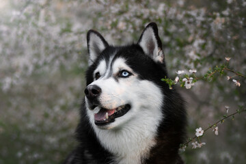 Siberian Husky sits in a blooming apple tree