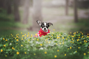 Naklejka na ściany i meble Tricolor chihuahua puppy in a red sweater in a field of yellow flowers