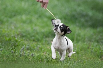 Fototapeta premium Tricolor Chihuahua puppy sniffing a dandelion