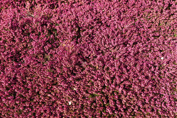 Closeup of beautiful flowering purple heather plant, Calluna Vulgaris