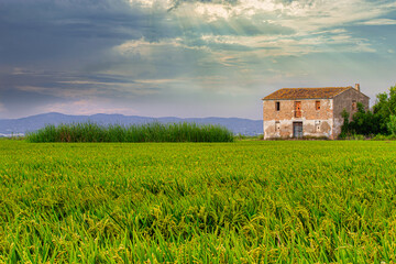 Obraz premium campos de arroz