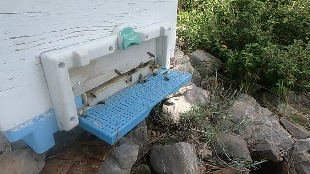 Slow motion approach of honey bees to their hive, a white painted wooden box in the Turkish Aegean Sea. The Slomo footage also shows a bee accident.