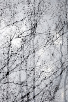 Multiple exposure of bare trees in winter