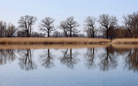 Germany, Saxony, Lake reflecting surrounding reeds and bare trees in late winter